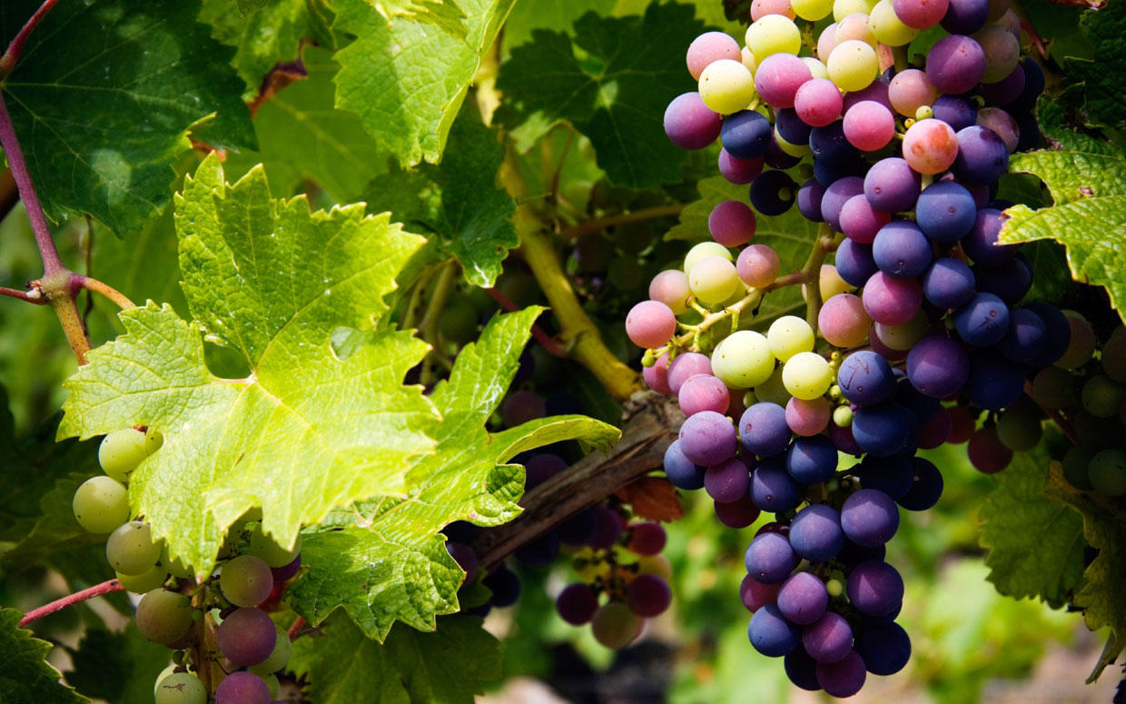 wine-fundamentals-vineyard-part-1-ftr.jpg