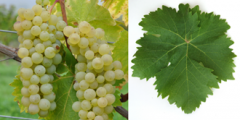 阿塞拜疆常用酿酒葡萄品种知多少