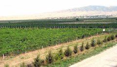 阿塞拜疆葡萄种植和酿酒的艰辛之路